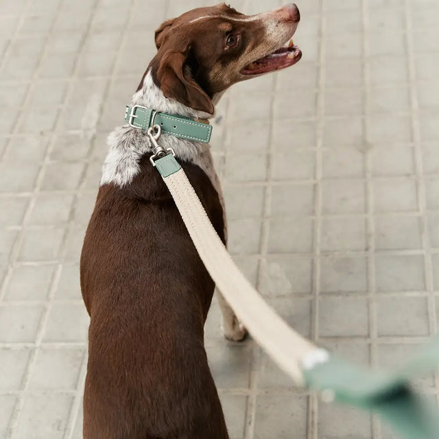 Cafide - Grünes Halsband aus veganem Leder - bei BUDDY. Hundezubehör online kaufen Cafide - Grünes Halsband aus veganem Leder - bei BUDDY. Hundezubehör online kaufen