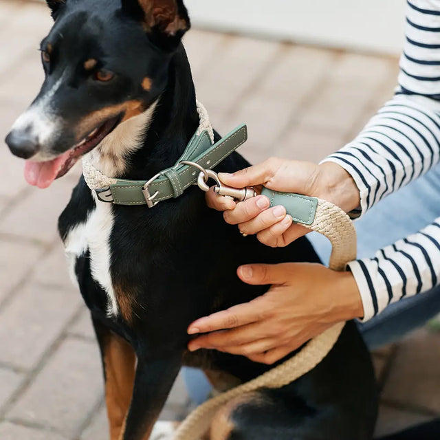 Cafide - Grünes Halsband aus veganem Leder - bei BUDDY. Hundezubehör online kaufen Cafide - Grünes Halsband aus veganem Leder - bei BUDDY. Hundezubehör online kaufen