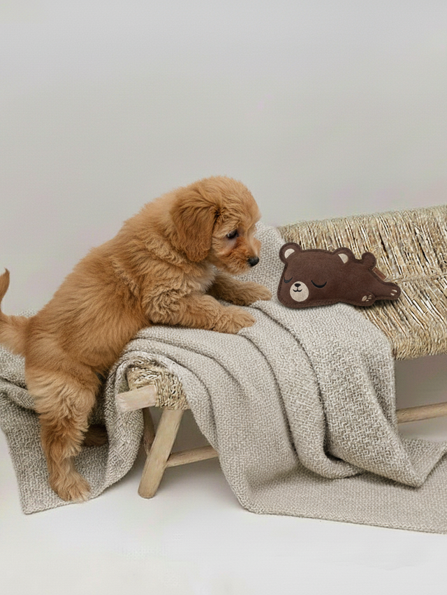 BUDDY. Hundespielzeug aus Leder "Kleiner Bär" BUDDY. Hundespielzeug aus Leder "Kleiner Bär"