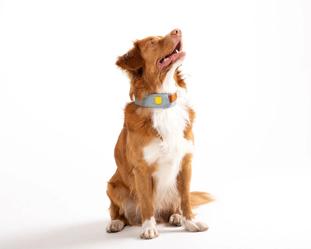 Woolly Wolf - Alpha 360 - Glacier Green - Hundehalsband - bei BUDDY. Hundezubehör online kaufen Woolly Wolf - Alpha 360 - Glacier Green - Hundehalsband - bei BUDDY. Hundezubehör online kaufen
