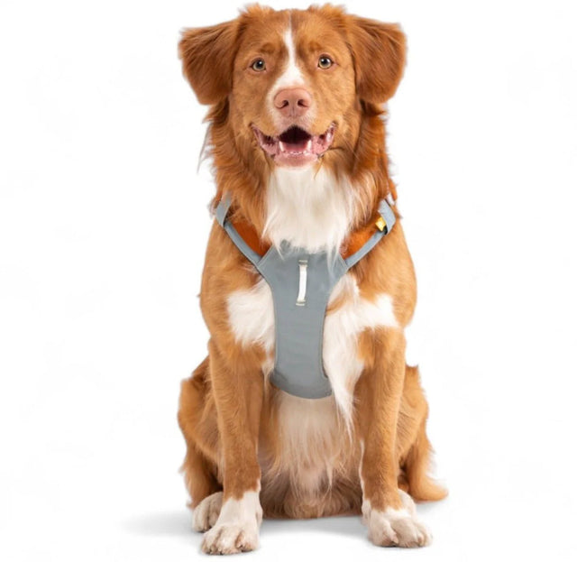 Woolly Wolf - Glacier Green - ALPHA 360 - Hundegeschirr - bei BUDDY. Hundezubehör online kaufen Woolly Wolf - Glacier Green - ALPHA 360 - Hundegeschirr - bei BUDDY. Hundezubehör online kaufen