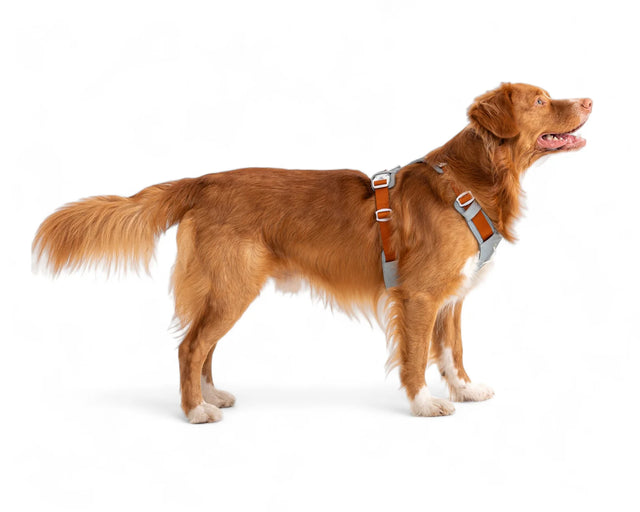 Woolly Wolf - Glacier Green - ALPHA 360 - Hundegeschirr - bei BUDDY. Hundezubehör online kaufen Woolly Wolf - Glacier Green - ALPHA 360 - Hundegeschirr - bei BUDDY. Hundezubehör online kaufen