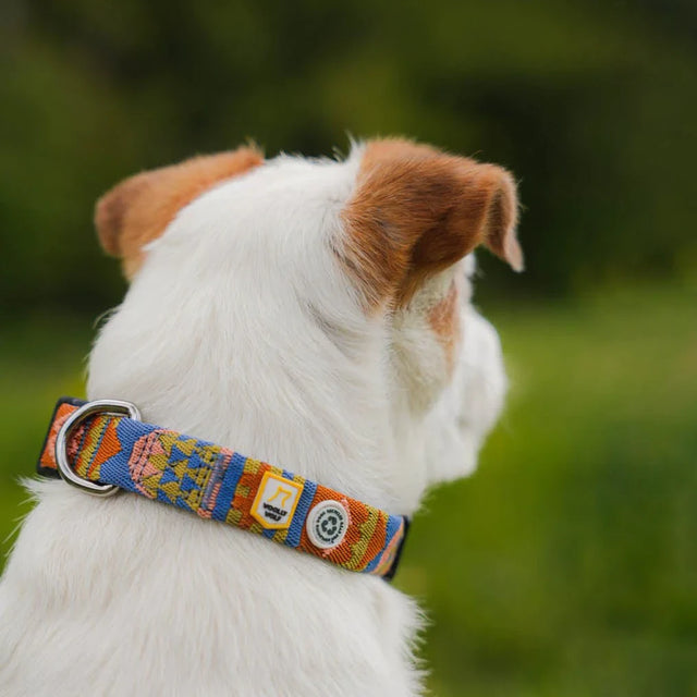 Woolly Wolf - Nightless Night - Hundehalsband - bei BUDDY. Hundezubehör online kaufen Woolly Wolf - Nightless Night - Hundehalsband - bei BUDDY. Hundezubehör online kaufen