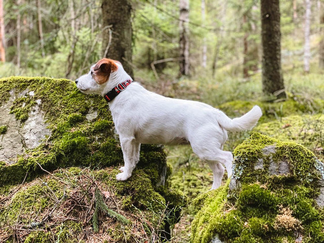 Woolly Wolf - Polar Night - Hundehalsband - bei BUDDY. Hundezubehör online kaufen Woolly Wolf - Polar Night - Hundehalsband - bei BUDDY. Hundezubehör online kaufen