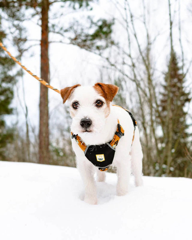 Woolly Wolf - Sea to Summit - Hundegeschirr - bei BUDDY. Hundezubehör online kaufen Woolly Wolf - Sea to Summit - Hundegeschirr - bei BUDDY. Hundezubehör online kaufen