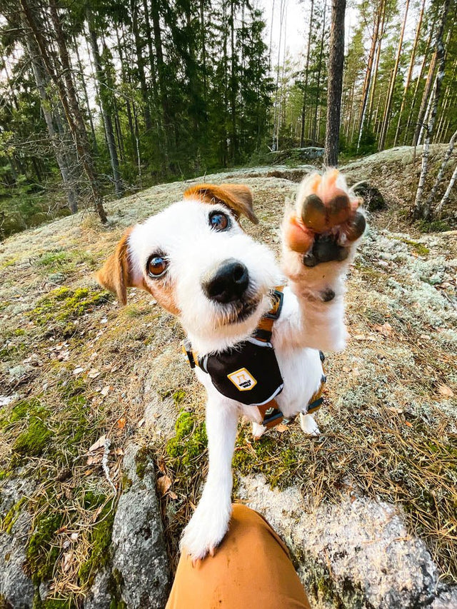 Woolly Wolf - Sea to Summit - Hundegeschirr - bei BUDDY. Hundezubehör online kaufen Woolly Wolf - Sea to Summit - Hundegeschirr - bei BUDDY. Hundezubehör online kaufen