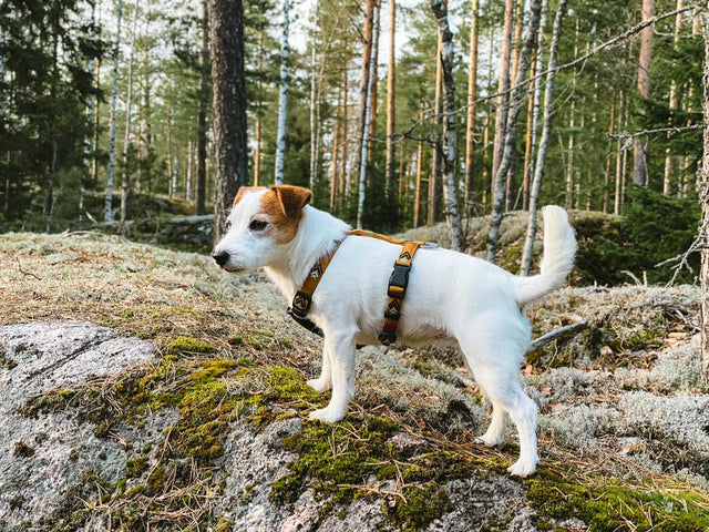 Woolly Wolf - Sea to Summit - Hundegeschirr - bei BUDDY. Hundezubehör online kaufen Woolly Wolf - Sea to Summit - Hundegeschirr - bei BUDDY. Hundezubehör online kaufen