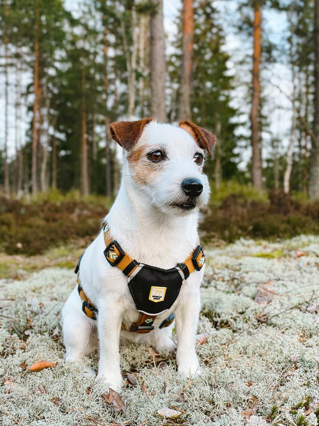 Woolly Wolf - Sea to Summit - Hundegeschirr - bei BUDDY. Hundezubehör online kaufen Woolly Wolf - Sea to Summit - Hundegeschirr - bei BUDDY. Hundezubehör online kaufen