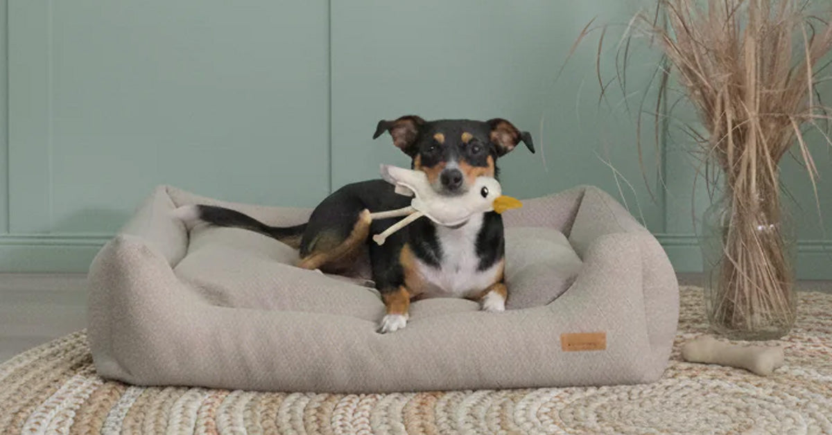 BUDDY. Hundezubehr - natrliches Hundespielzeug online bestellen