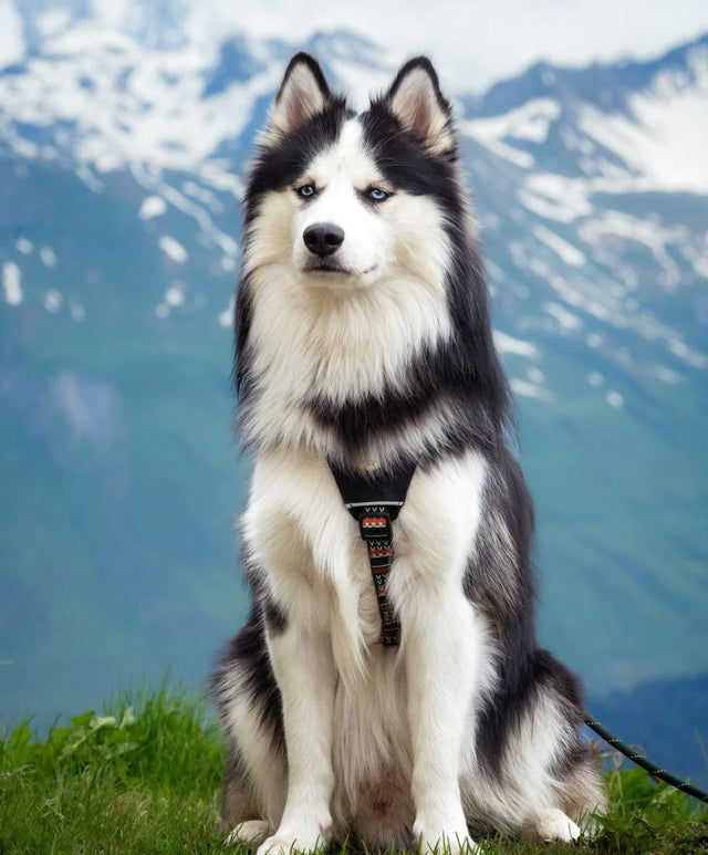 Woolly Wolf - Woodland - Hundegeschirr - bei BUDDY. Hundezubehör online kaufen Woolly Wolf - Woodland - Hundegeschirr - bei BUDDY. Hundezubehör online kaufen