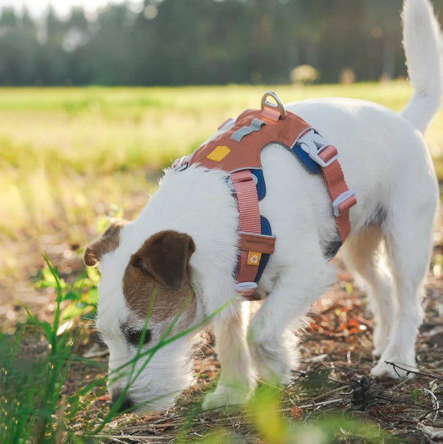 Woolly Wolf - Golden Hour - ALPHA 360 - Hundegeschirr - bei BUDDY. Hundezubehör online kaufen Woolly Wolf - Golden Hour - ALPHA 360 - Hundegeschirr - bei BUDDY. Hundezubehör online kaufen