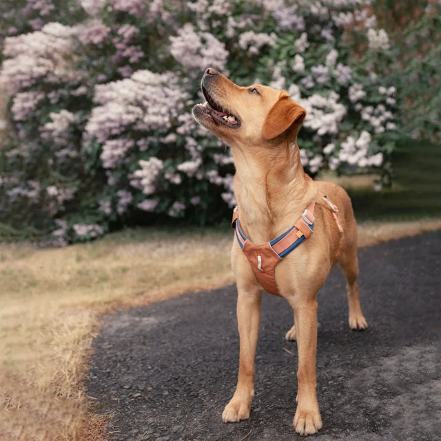 Woolly Wolf - Golden Hour - ALPHA 360 - Hundegeschirr - bei BUDDY. Hundezubehör online kaufen Woolly Wolf - Golden Hour - ALPHA 360 - Hundegeschirr - bei BUDDY. Hundezubehör online kaufen
