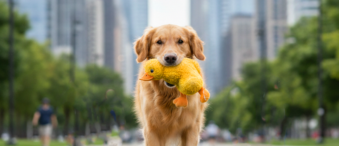 Chemie in Hundespielzeug – so gehst du auf Nummer sicher