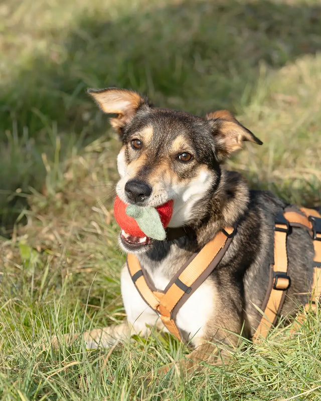 BUDDY. Hundespielzeug aus Wollfilz "Apfel" - bei BUDDY. Hundezubehör online kaufen