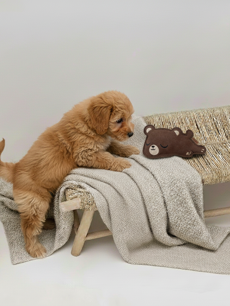 BUDDY. Hundespielzeug aus Leder "Kleiner Bär" - natürliches Hundespielzeug bei BUDDY. Hundezubehör online kaufen