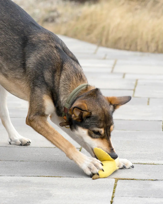 BUDDY. Hundespielzeug aus Wollfilz "Banane" - bei BUDDY. Hundezubehör online kaufen