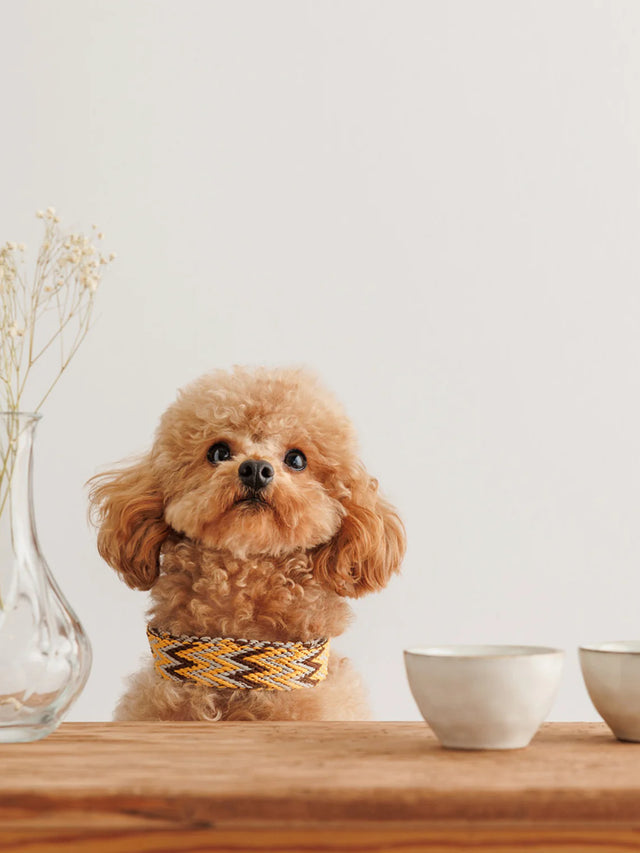 Buddys Dogwear - Gold Peruvian - Halsband - bei BUDDY. Hundezubehör online kaufen