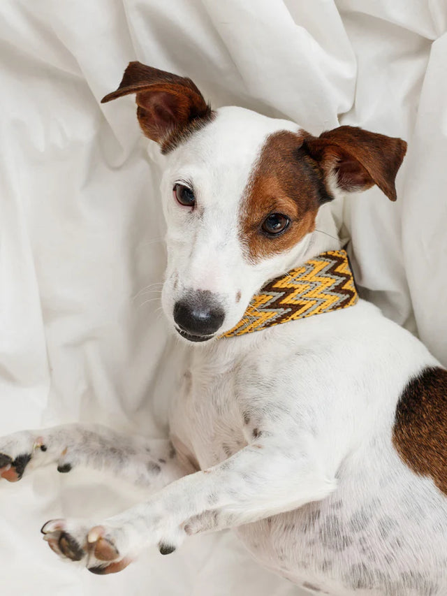 Buddys Dogwear - Gold Peruvian - Halsband - bei BUDDY. Hundezubehör online kaufen