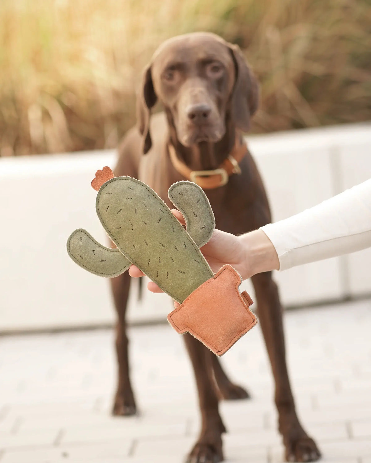 BUDDY. Hundespielzeug aus Leder "Kaktus" - natürliches Hundespielzeug bei BUDDY. Hundezubehör online kaufen