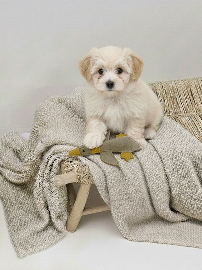 BUDDY. Hundespielzeug aus Leder "Kleine Ente" - natürliches Hundespielzeug bei BUDDY. Hundezubehör online kaufen