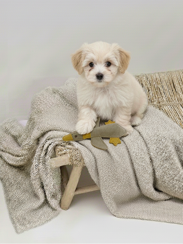 BUDDY. Hundespielzeug aus Leder "Kleine Ente"