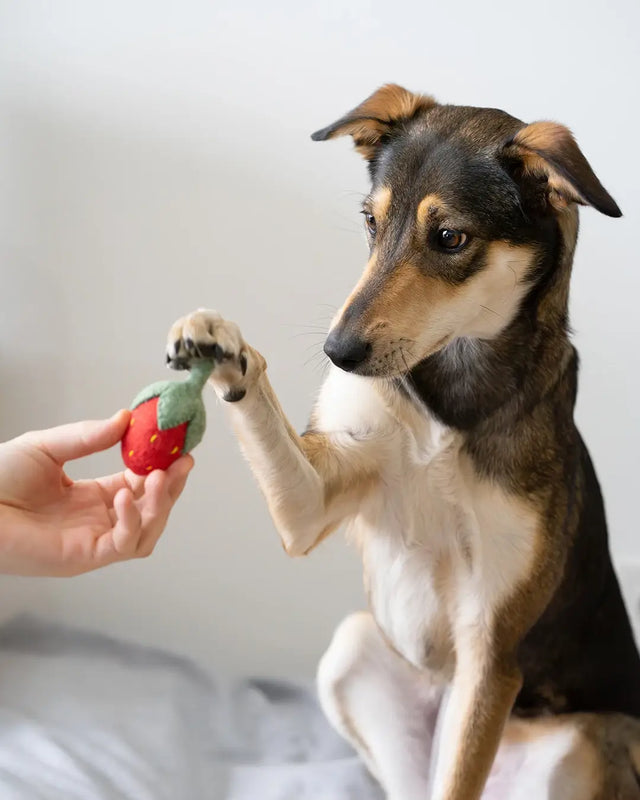 BUDDY. Hundespielzeug aus Wollfilz "Erdbeere" - bei BUDDY. Hundezubehör online kaufen