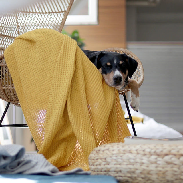 Nachhaltige Hundedecke aus Baumwolle von BUDDY. Hundezubehör. Appenzellersennenhündin Momo kuschelt mit ihrer Decke für Hunde auf einem Korbstuhl.