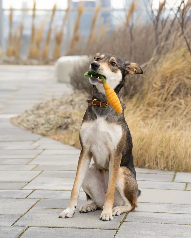 BUDDY. Hundespielzeug aus Wollfilz "Karotte" - bei BUDDY. Hundezubehör online kaufen