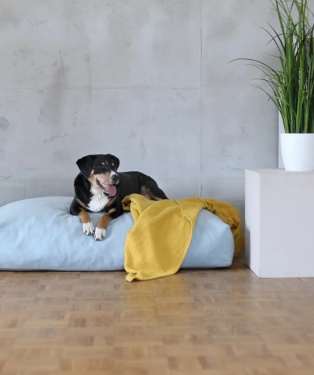Fair und nachhaltiges Hundebett von BUDDY. Hundezubehör mit gelber Hundedecke aus Baumwolle.