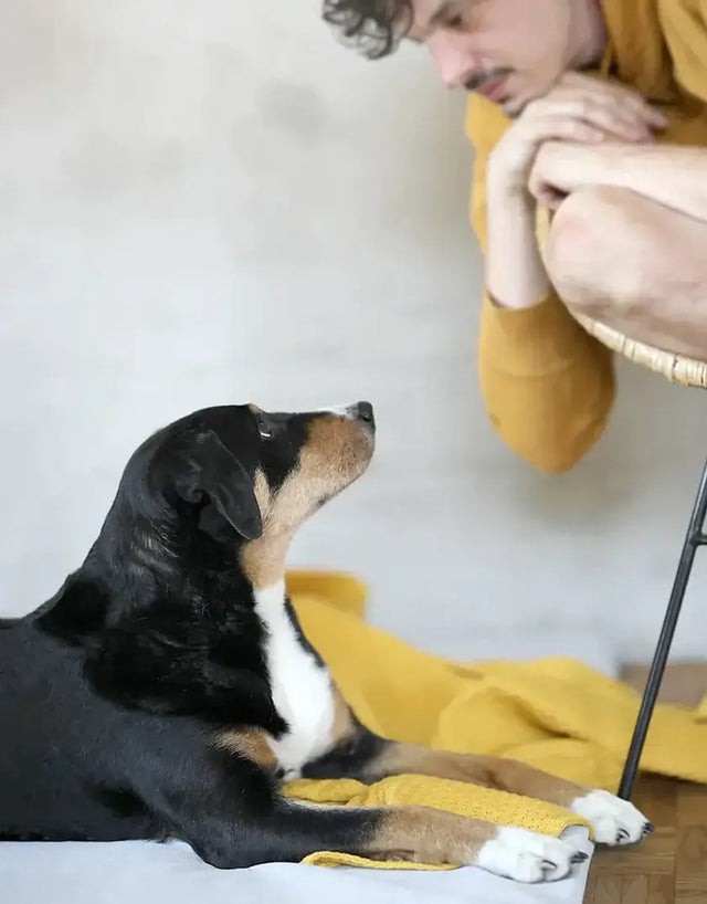 Nachhaltig gefertigte Hundematte von BUDDY Hundezubehör aus recacelten PET-Flaschen