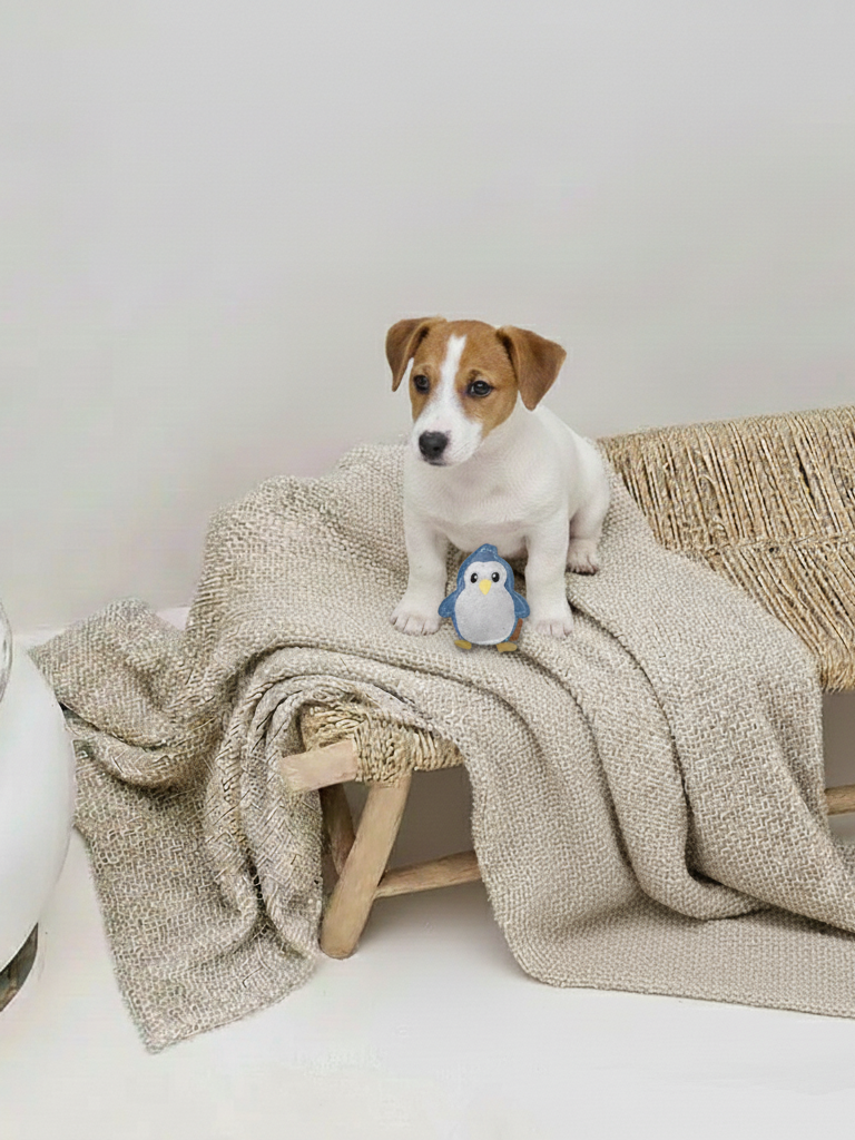 BUDDY. Hundespielzeug aus Leder "Kleiner Pinguin" - natürliches Hundespielzeug bei BUDDY. Hundezubehör online kaufen