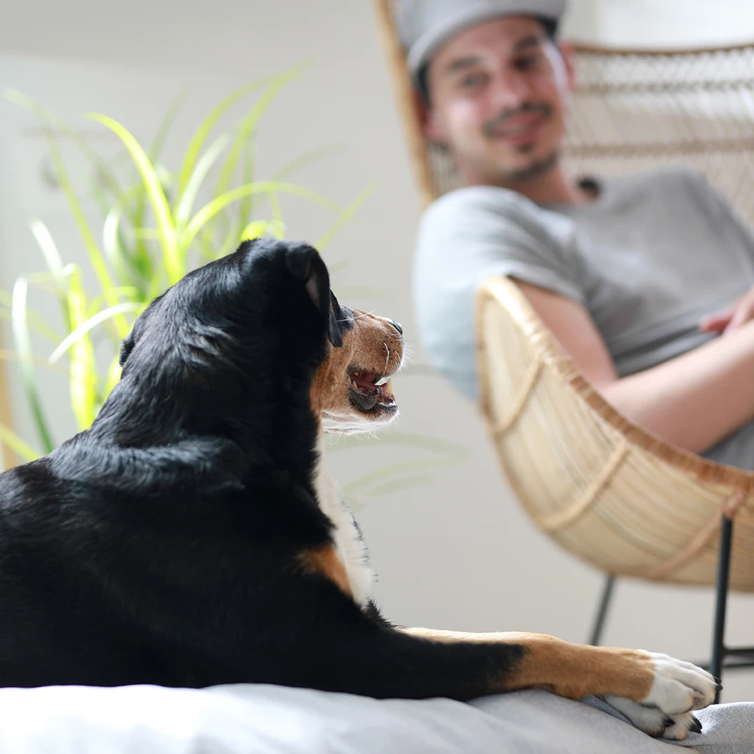 BUDDY. Hundezubehör