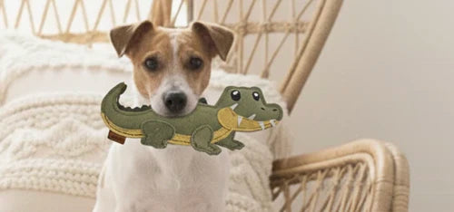 BUDDY. Hundezubehör