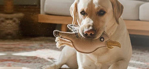 BUDDY. Hundezubehör