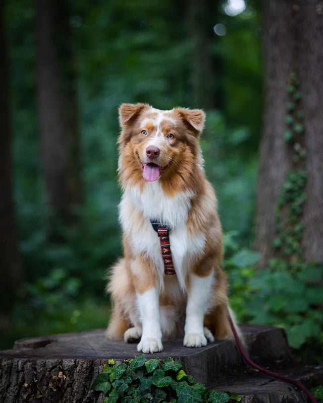 Woolly Wolf - Polar Night - Hundegeschirr - bei BUDDY. Hundezubehör online kaufen
