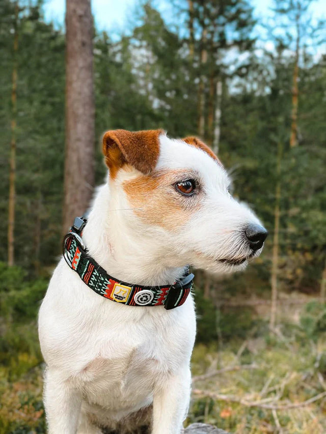 Woolly Wolf - Woodland - Hundehalsband - bei BUDDY. Hundezubehör online kaufen